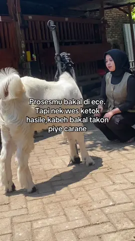 Mas balendra🤎#etawaluarbiasa #etawabreadingkontes #kambingetawa #petenakmuda #trending 