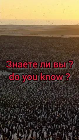 #nature #birds #sea #развитие #дикаяприрода 