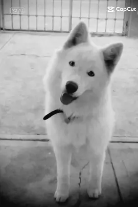 Mi hermosa MafuyuSato 🐺 #filtroia #CapCut 