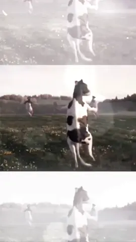 : bòooo #xhuong#fyp 