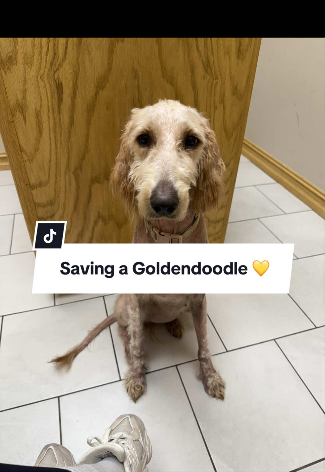 You’re safe now, Daisy 🌼💛 #rescuedog #rescuedoodle #goldendoodle #dogmom #storytime 