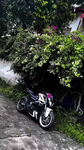 හැමදාම ඔබ මාගේ පවසා 🥺🤍#ns200 #srilanka#modification##ns200##Bike#yeti@@𝘾𝙝𝙞𝙣𝙖 <🧃🇰🇷[ 안도 ] @@Xo_RASI_⚡️🤍 @@BINU 🎀 @@SiMbU @@S A C H ii 🦕