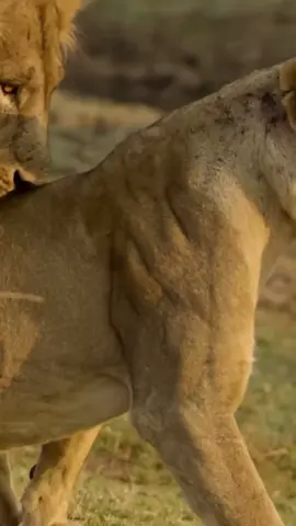 #هشتاق #هشتاق_السعوديه #هشتاق _تيك_توك #هشتاق_اكسبلور #الشعب_الصيني_ماله_حل 