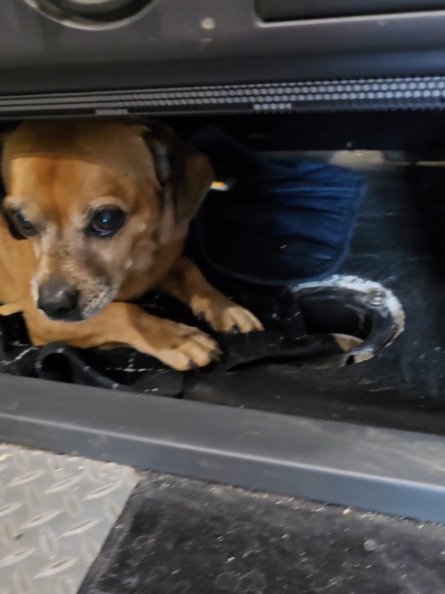 I lied to Minion and he isn't happy about it #narrowayhomestead #theoneandonlyminion #farmdog #woodstove