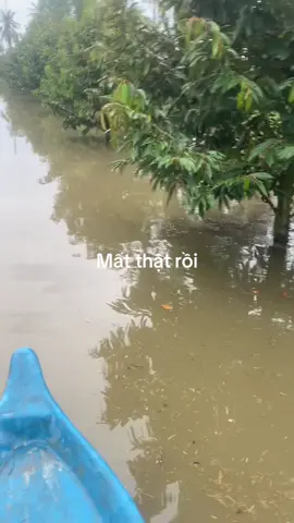 Hết cứu rồi ae ơi#lũlụt 
