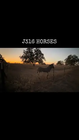 Met a few of our new neighbors #jesus #j316horses #cattle #donkey 