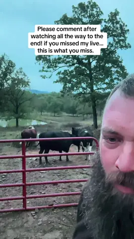 #rufusthebull 
