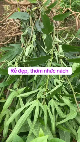 #rehoangkynam #yeusinhlynam #daunhucxuongkhop #tebichantaydaumoivaigay 