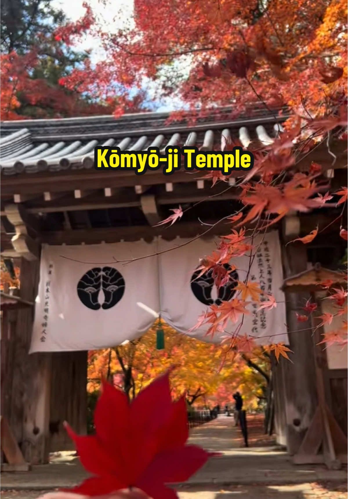 Kōmyō-ji Temple ngôi chùa tại Kyoto Japan rất đáng đi để ngắm lá đỏ Momiji 🍁 🍁 mùa thu Nhật bản tháng 12 này. #autumnvibes #kyoto #komyo #momiji #japan 