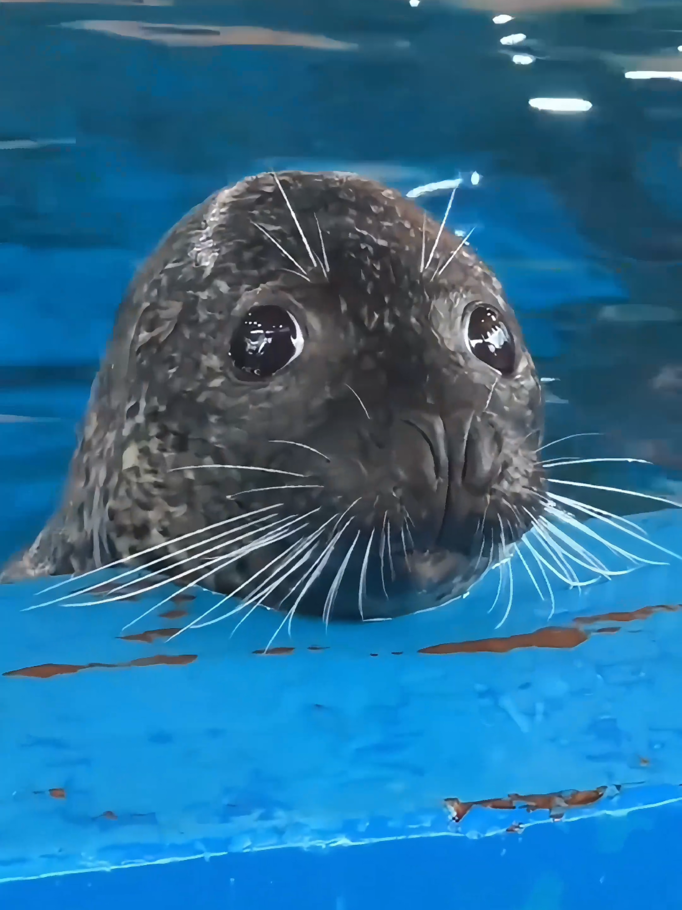play with seals#sealion #seal #pinniped #pet #funny 