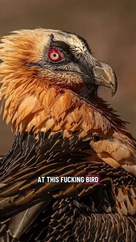 When I eventually get my back tattoo it’s gonna be a bearded vulture and a peacock surrounded by bird skulls n shi 