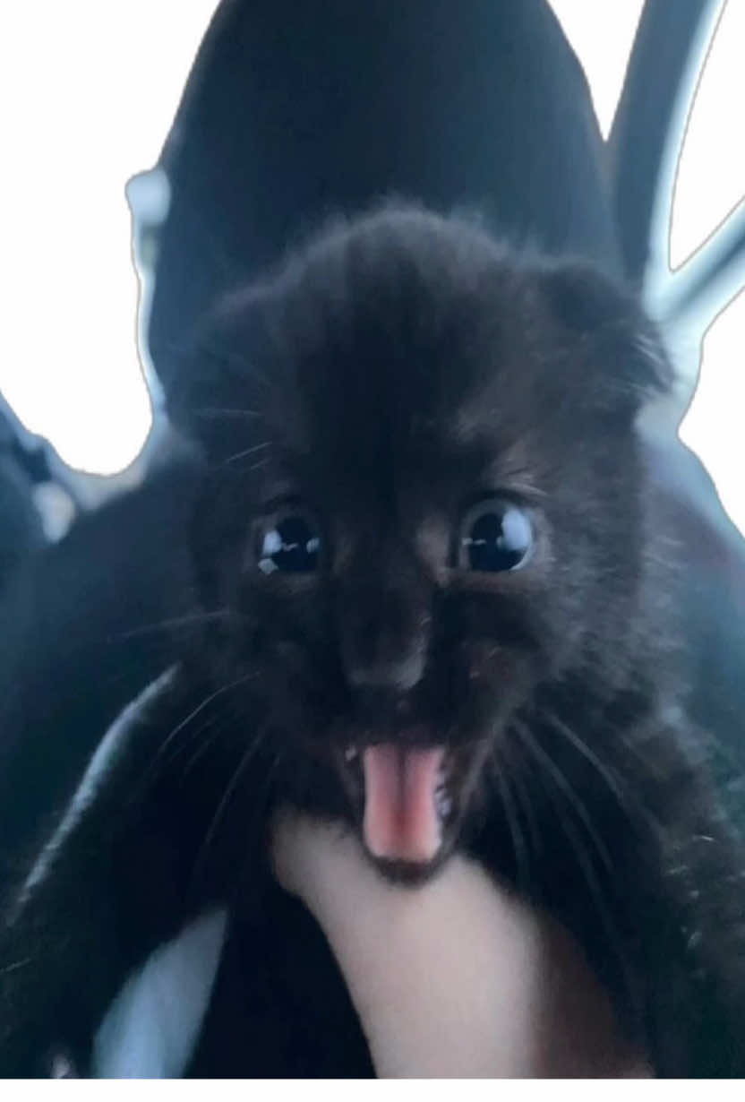 #blackcat #cute #fyp #me #cat 
