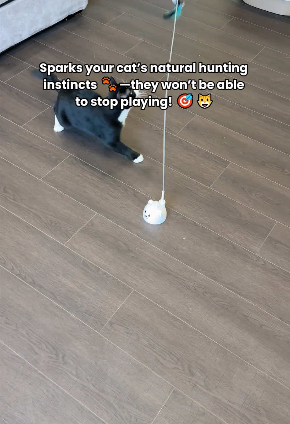 The secret to getting my lazy cat moving#catpick  #catmoms   #catsofttiktok  #cattoy   #pettoys 