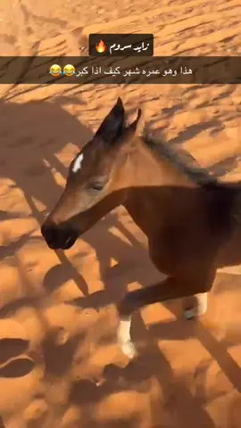 #اكسبلور #فرسان_مربط_سروم #مربط_سروم #الفارس_فيصل_مسرع_ال_كناد #خيل @ريـان مـسـرع ال كـنـاد⚔️ 🐎 @الفارس سعد عبدالرحمن آل كناد🐎 