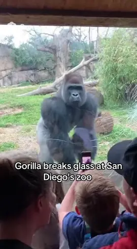 Their faces when he breaks the glass #gorilla #zoo #glass #anim 