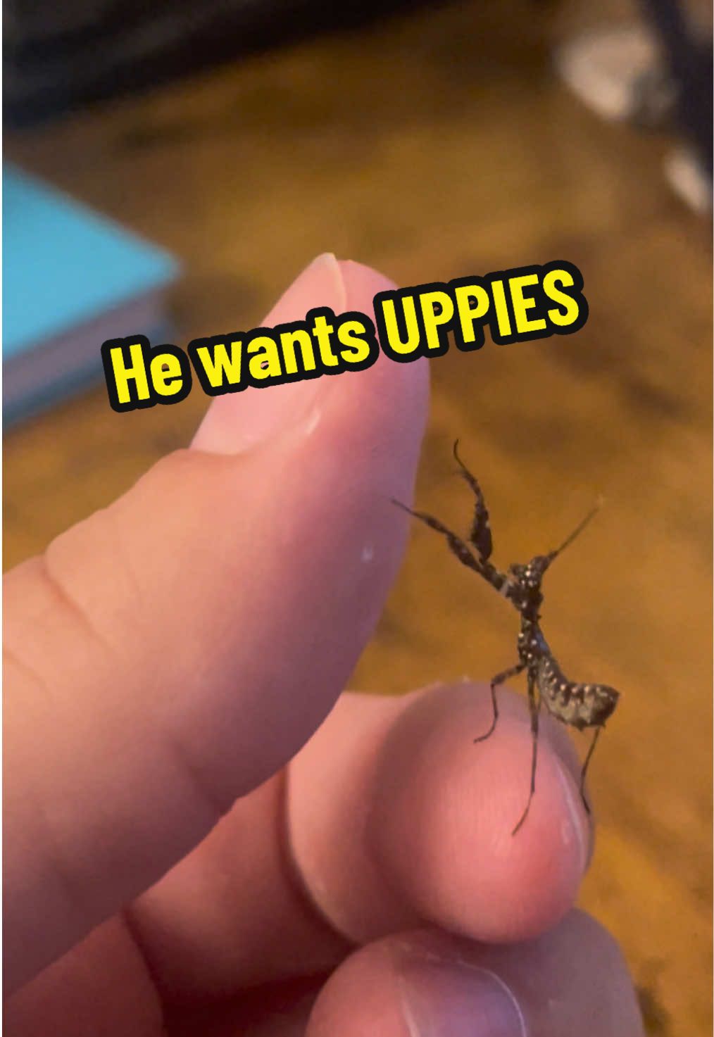 Big fan of ✋grabby hands🤚 #mantis #prayingmantises #bug #bugtok #entomology 