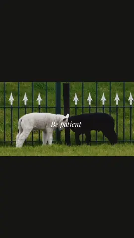 spent hours with them last week. Only place that’s ever safe. #lamb #edit #foryoupage #fyp #animals 