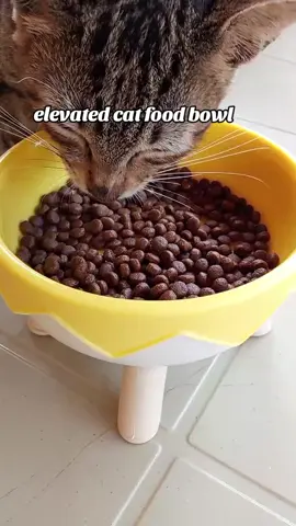 elevated cat food bowl