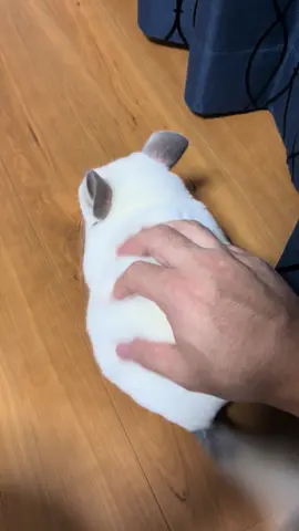 しらっぴー興奮中⚠️ #チンチラ #chinchilla #龍猫 #チンチラのしらこ 