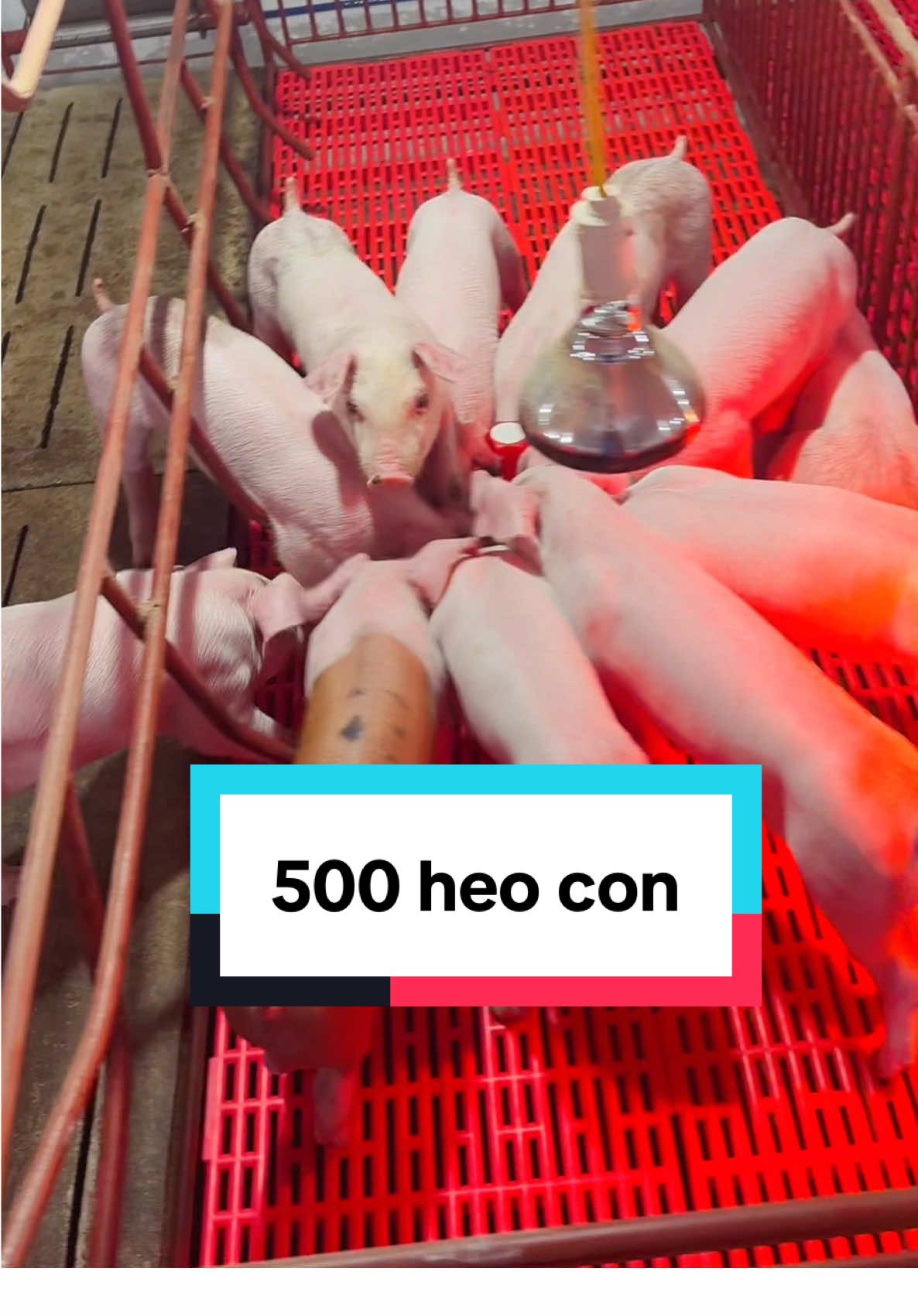 Heo con ăn cám thích thật các bác ạ🤣🤣#heo #lợn #channuoiheo #pigfarm #xuhuongtiktok2025❤️🌈✔️ 