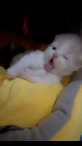 😜😜#cute #cat #kitten #catlover #littlekitten 