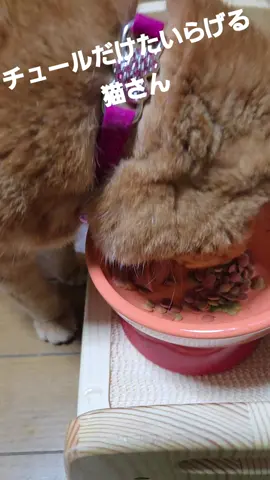 #asmr(おじの息使い入り)  #猫好きな人と繋がりたい #猫好きさんと繋がりたい 