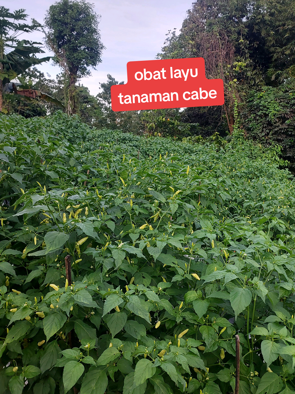 Membalas @rambetapsel  Atasi penyakit layu pada tanaman cabe Penyemprotan ke-3 tanaman cabe #obathama #obatcabe #pupukcabe #tanamancabe #arispipit 
