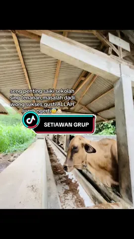gusti allah pancen lueh reti,tapi nek ora disambi usaha opo bakal diwenehi#sobatngaret #lanangejagat #fypシ #peternaksapiindonesia #peternakmuda 