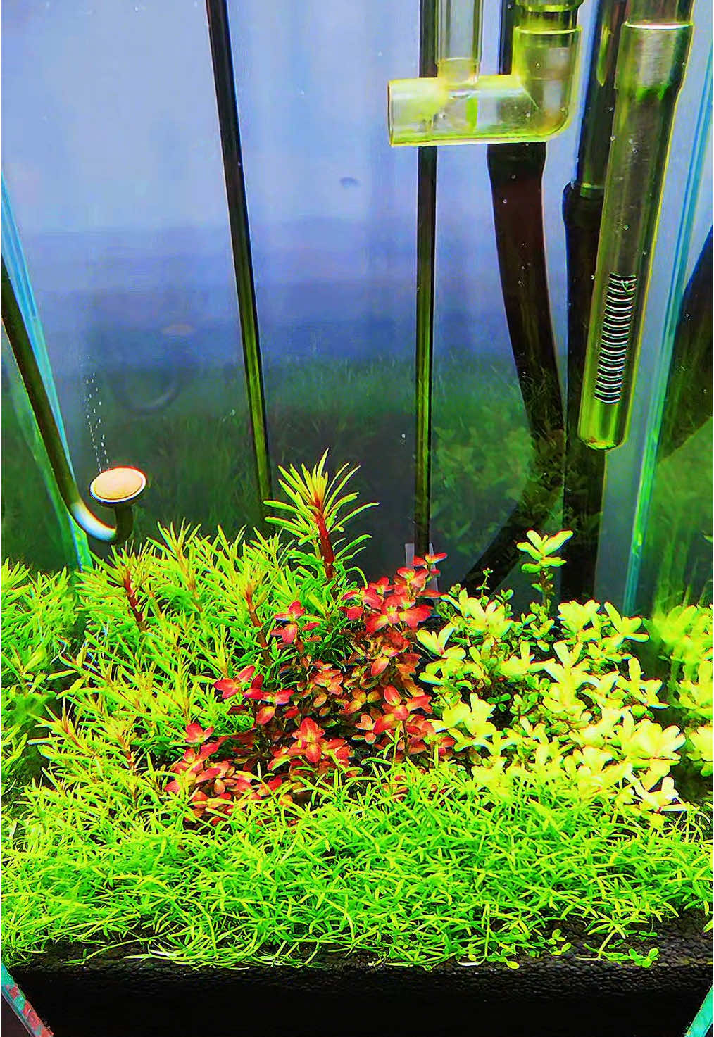 #foryou #trending #natureaquarium #freshwateraquarium #becadep 