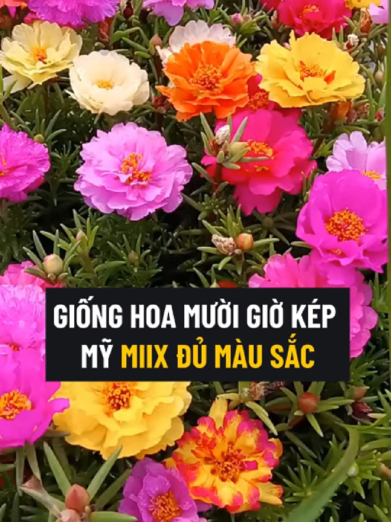 Giống Hoa Mười Giờ Kép Mỹ Mix Đủ Màu Sắc #hoa #muoigio #muoigiokep #hoamuoigio #hoamuoigiokep #hatgiong #hatgionghoa #hatgionghoamuoigio #hatgiongmuoigio #hatgiongmuoigiokep #hatgionghoamuoigiokep #tronghoa #tronghoamuoigio #tronghoamuoigiokep #trongmuoigio #trongmuoigiokep