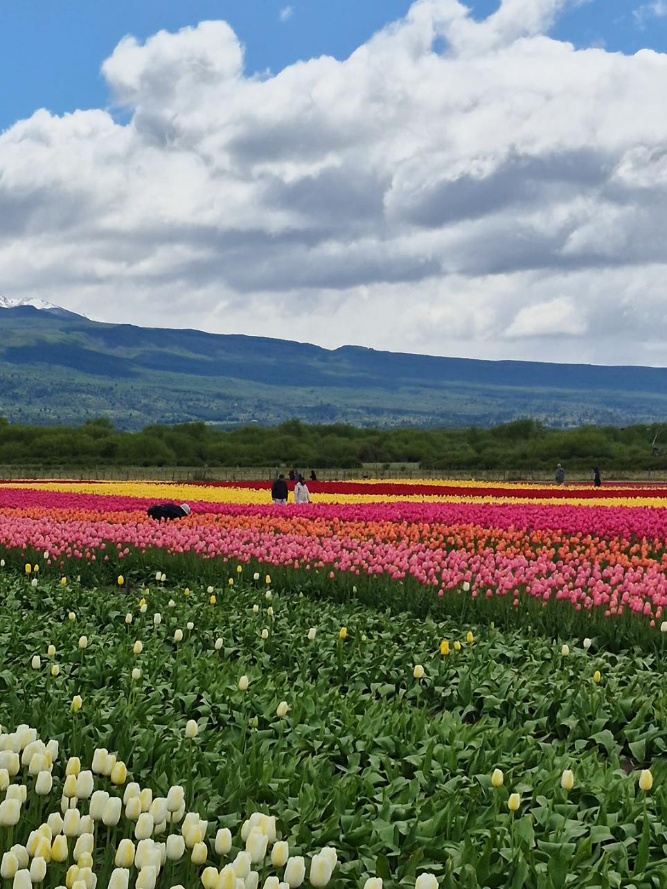 caminando tranqui 🌷 más videitos ---> #campodetulipanes #trevelin #tulipanes 