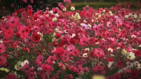 Tim không quên thì làm sao lý trí từ bỏ đc đây ? #🥀shi❥nè👻🌱 #hynthytrg #shi_htt #5110_shine #tamtrang 