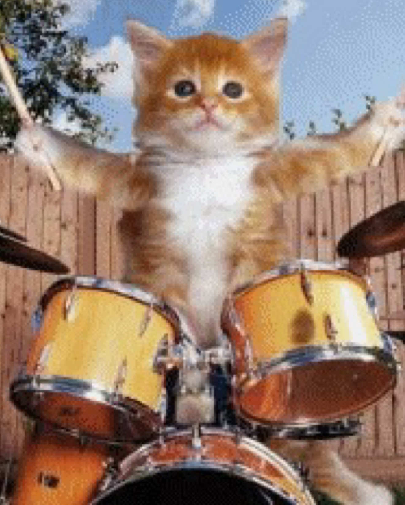 #redhotchilipeppers #scartissue #kitty #fyp #repost 