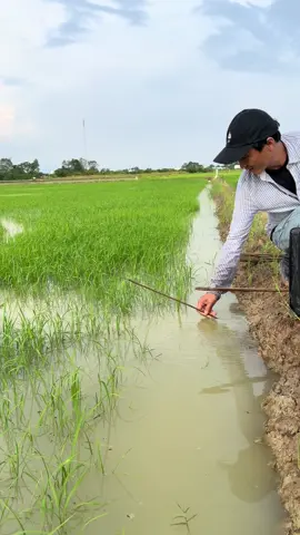 Lúa như vậy có cá ko ae 😁😁😁😁