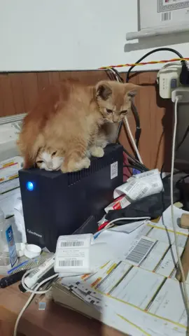 Stay warm together#cat 