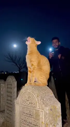 The cat said ‘Allahu Akbar😱😨