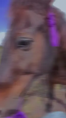 Russell Bay 🥰🥰🥰🥰#whiskeyblackandco #horses #horsetok #horsegirl #horsesoftiktoktok  