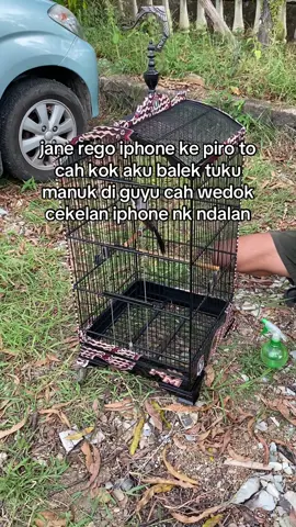 aku kudu piee cuahh #kicaumania #cendetmaniaindonesia #kicaumaniaindonesia #muraibatuindonesia 