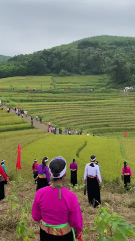 Miền đồi ngay lúc này #tiktokviral #dântộcmường #lễhoimiendoi 