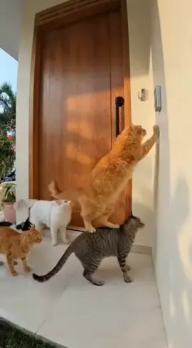 Three Sneaky Cats Ring the Doorbell and Run Away — Duck Gets Confused! 🐱🛎️🦆😂 Three mischievous cats come up with a hilarious prank — they ring the doorbell and dash away before anyone can catch them! But the twist? A curious duck waddles out to check who’s there… only to find no one! 🤣🐾 A funny and adorable moment caught on camera — you won’t stop laughing! #FunnyCats #CatPrank #DoorbellCats #DuckReaction #AnimalComedy 
