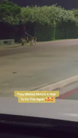 These 3 are Just Amazing🥰🥰🥰 Durban Beachfront this Morning#fyp #dogsofttiktok #besties #reunion 