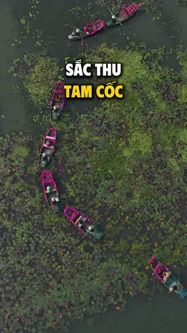 Sắc thu Tam Cốc 🪷 Về Tam Cốc, ngắm hoa súng hồng rực giữa non nước yên bình  #tamcoc #ninhbinh #vietnam #DiSanVietNam #muahoasung 