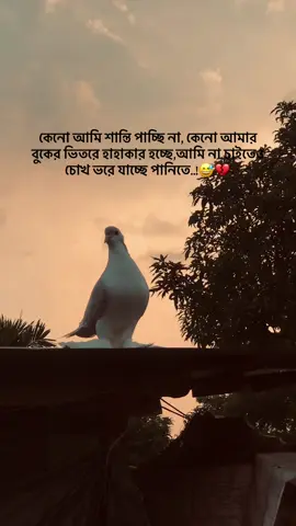 কেনো আমি শান্তি পাচ্ছি না, কেনো আমার বুকের ভিতরে হাহাকার হচ্ছে,আমি না চাইতেও চোখ ভরে যাচ্ছে পানিতে..!😅💔 #foryou  #the_spydoo 