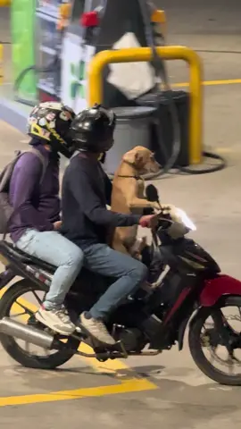 Vean el estilo de Firulai… no se deja de nadie #Viram 