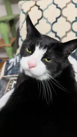 On tonight’s episode of Conversations with Hamilton… Showtime or bedtime? #tuxedocat #hamilton #catasmr #purr #cattalk 