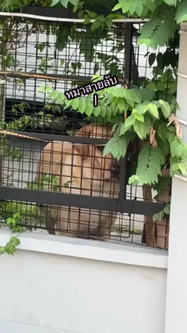 หน้าที่ของหมาสายลับ 🤨🤨 #บับเบิ้ลแบบเบิ้ลเบิ้ล #bubblewithcats #ลาบาดอเป็นหมาตลก #labradorretriever 