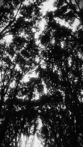 Tu Misterioso Alguien -Miranda #miranda #desamores #rolitasparadedicar #musicasparastatus #tumisteriosoalguien 