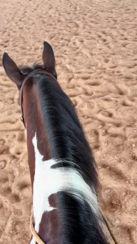 🤷🏼‍♀️ not everyone’s cup of tea I guess 😂 #horse #horsesontiktok #pov #western #ranch 