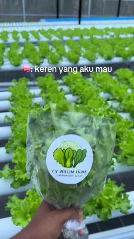 Spill harga di kota kalian om #hidroponik #petanimuda #greenhouse #medan #fyp #selada #petaniindonesia🇮🇩🇮🇩🇮🇩🌿🌿 #farmlife #petanigenz 