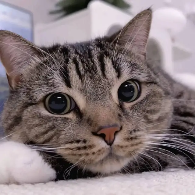 𝗠𝗼𝗿𝗲 𝗶𝗻 𝗽𝗿𝗼𝗳𝗶𝗹 😍 >>> 𝗟𝗶𝗸𝗲 & 𝗳𝗼𝗹𝗹𝗼𝘄 💖 #waifu #アニメ #anime #fyp 